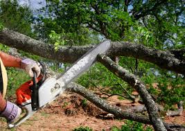 Best Arborist Consultation Services  in Zimmerman, MN