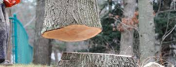Best Tree Trimming and Pruning  in Zimmerman, MN