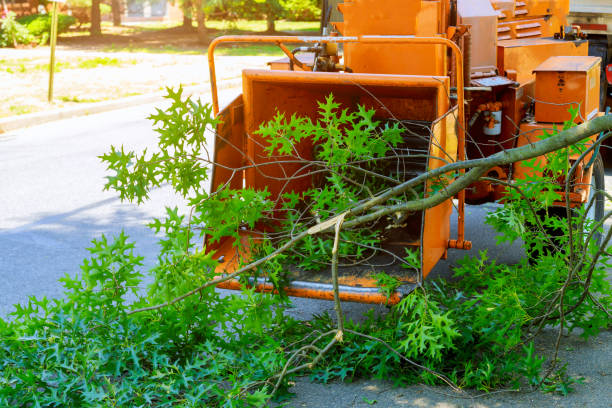 Best Seasonal Cleanup (Spring/Fall)  in Zimmerman, MN
