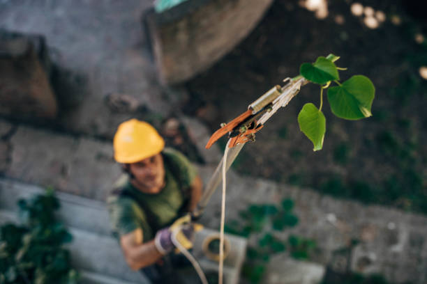 How Our Tree Care Process Works  in  Zimmerman, MN