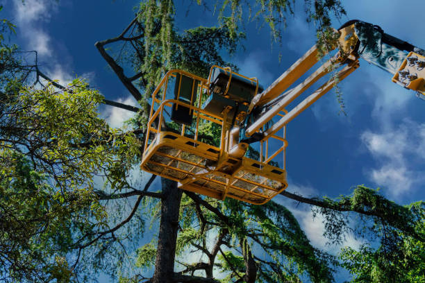 Best Tree Cabling and Bracing  in Zimmerman, MN