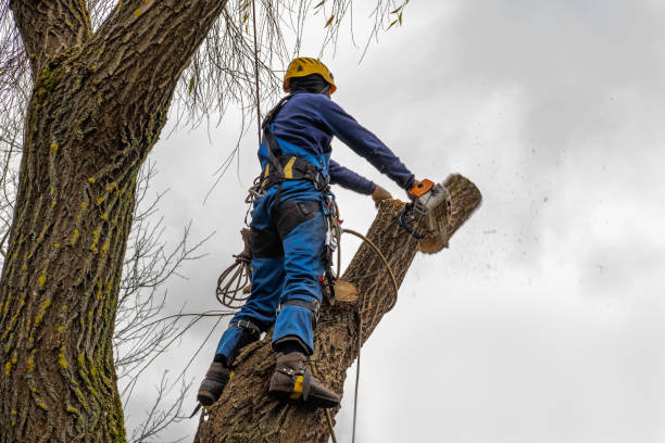 Best Mulching Services  in Zimmerman, MN