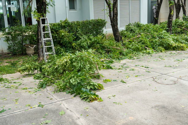 Best Stump Grinding and Removal  in Zimmerman, MN