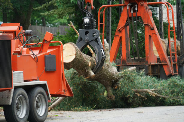 Zimmerman, MN Tree Services Company