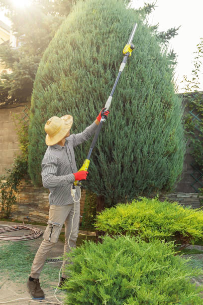 Best Stump Grinding and Removal  in Zimmerman, MN