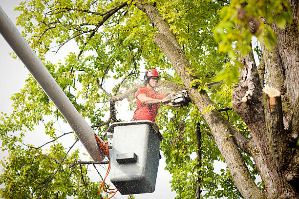 Best Tree Preservation Services  in Zimmerman, MN
