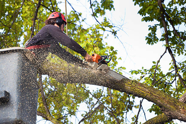 Best Tree Removal  in Zimmerman, MN