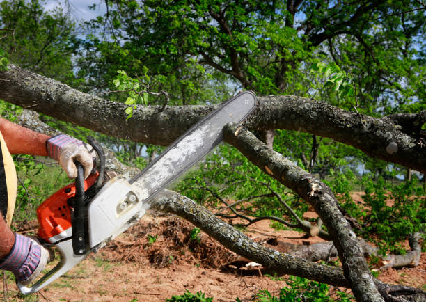 Best Tree and Shrub Care  in Zimmerman, MN