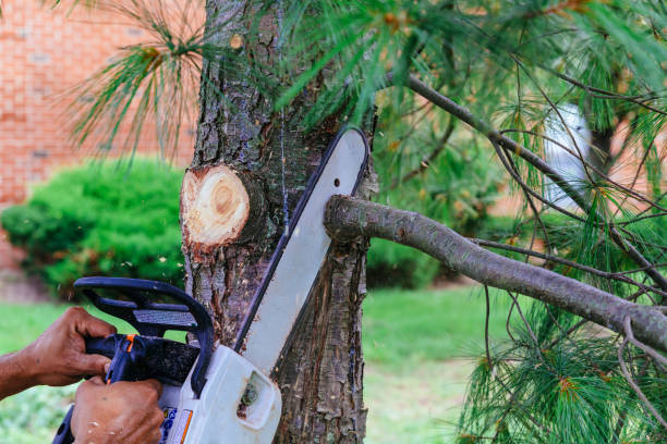 Best Lawn Pest Prevention  in Zimmerman, MN